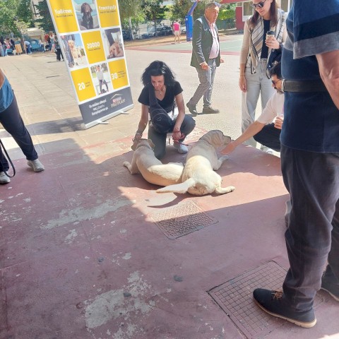 ΟΙ ΤΕΤΡΑΠΟΔΟΙ ΣΕ ΒΟΗΘΟΥΝ!