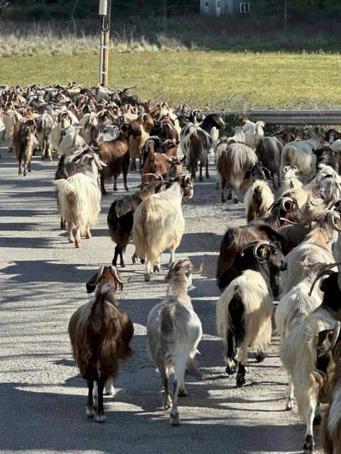 Τριήμερη εκδρομή Ιωάννινα, Μέτσοβο, Ζαγοροχώρια, Καλπάκι!